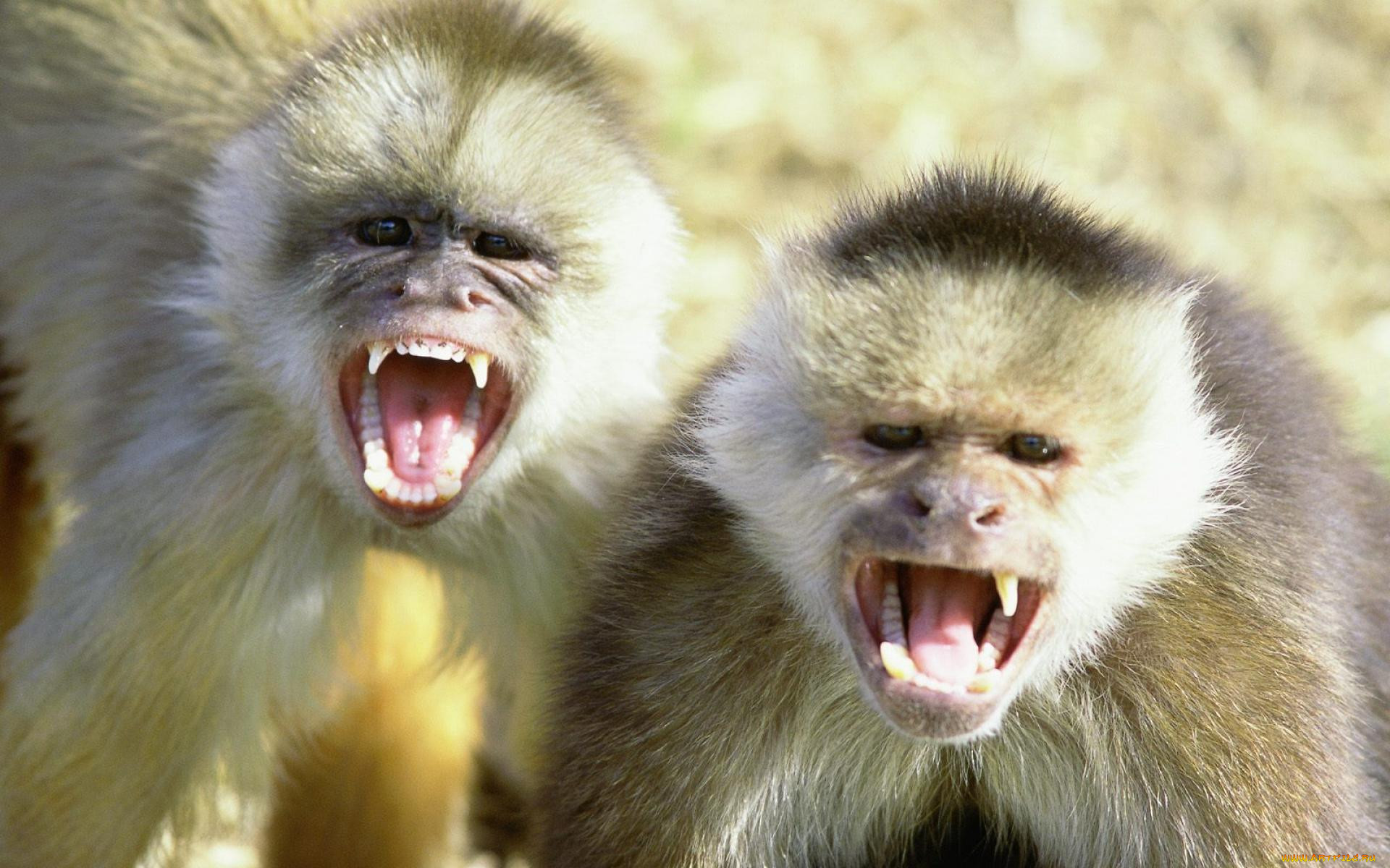 злые обезьяны картинки